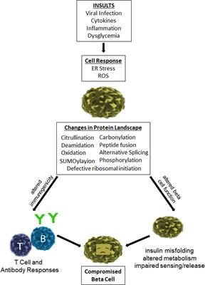 The Role of β Cell Stress and Neo-Epitopes in the Immunopathology of Type 1 Diabetes